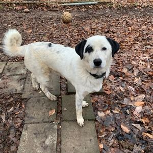 Meet your Posher, Panning